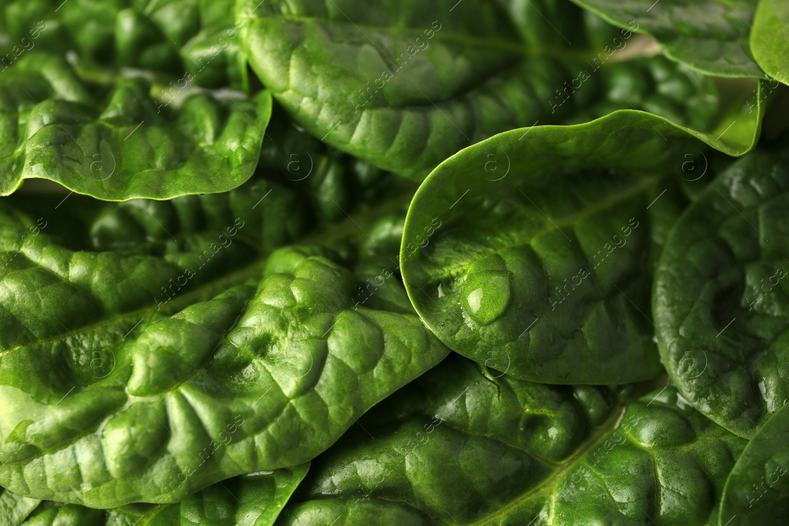 Photo of Water drops on green leaves as background, closeup