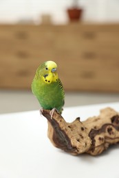 Photo of Pet parrot. Beautiful budgerigar siting on snag on table indoors