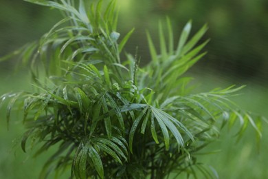 Photo of Beautiful chamaedorea palm with wet green leaves outdoors, closeup