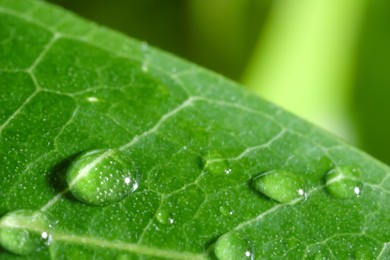 Macro photo of leaf with water drops on blurred green background