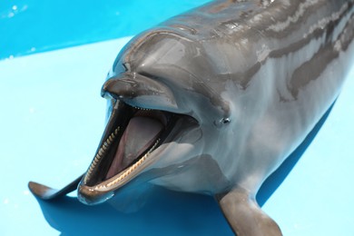 Photo of Cute grey dolphin at poolside on sunny day, closeup