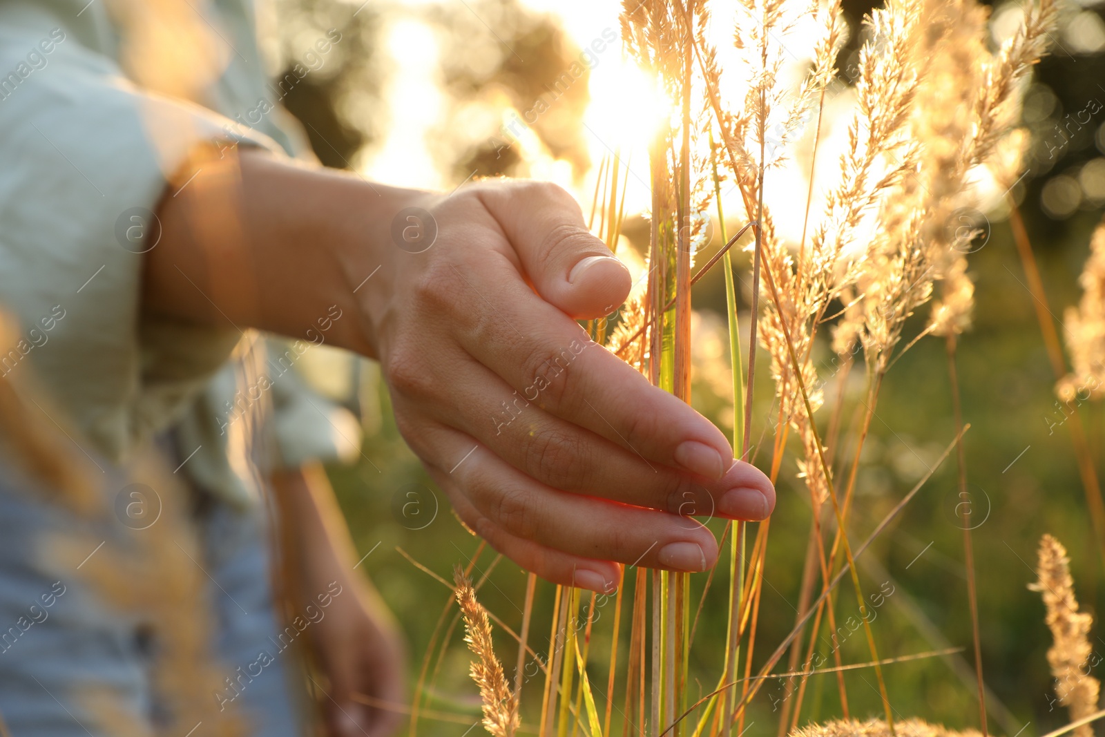 Photo of Woman walking through meadow and touching reed grass at sunset, closeup