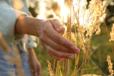 Woman walking through meadow and touching reed grass at sunset, closeup