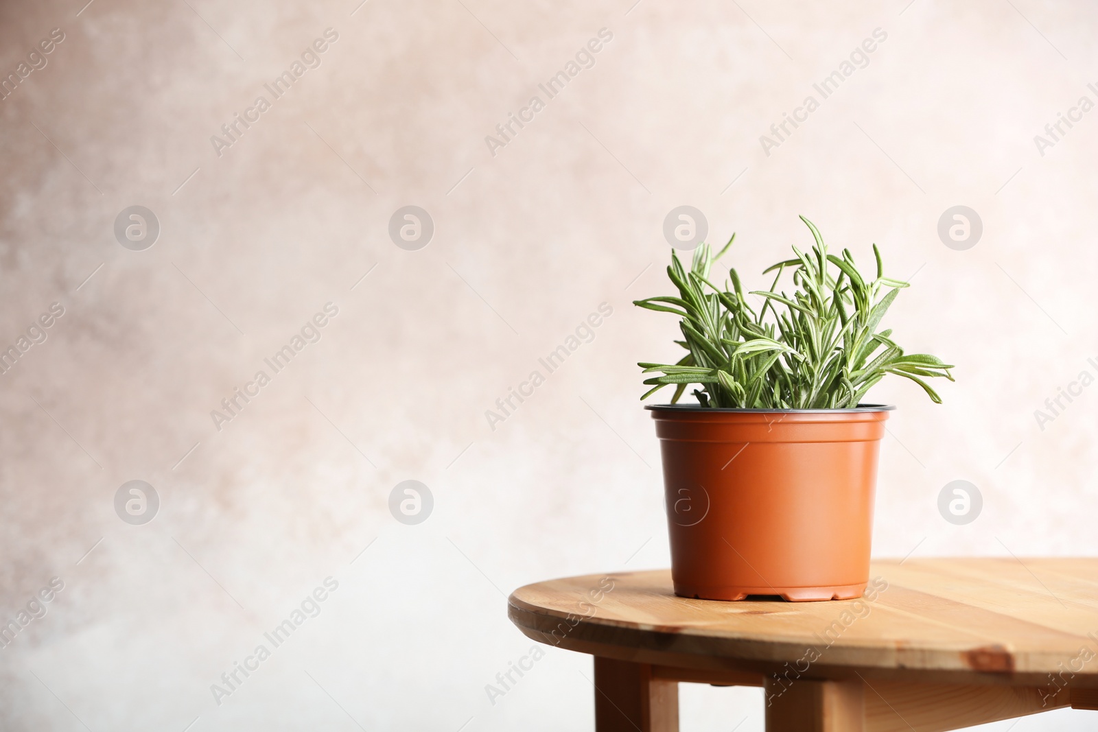 Photo of Pot with fresh rosemary on table against color background