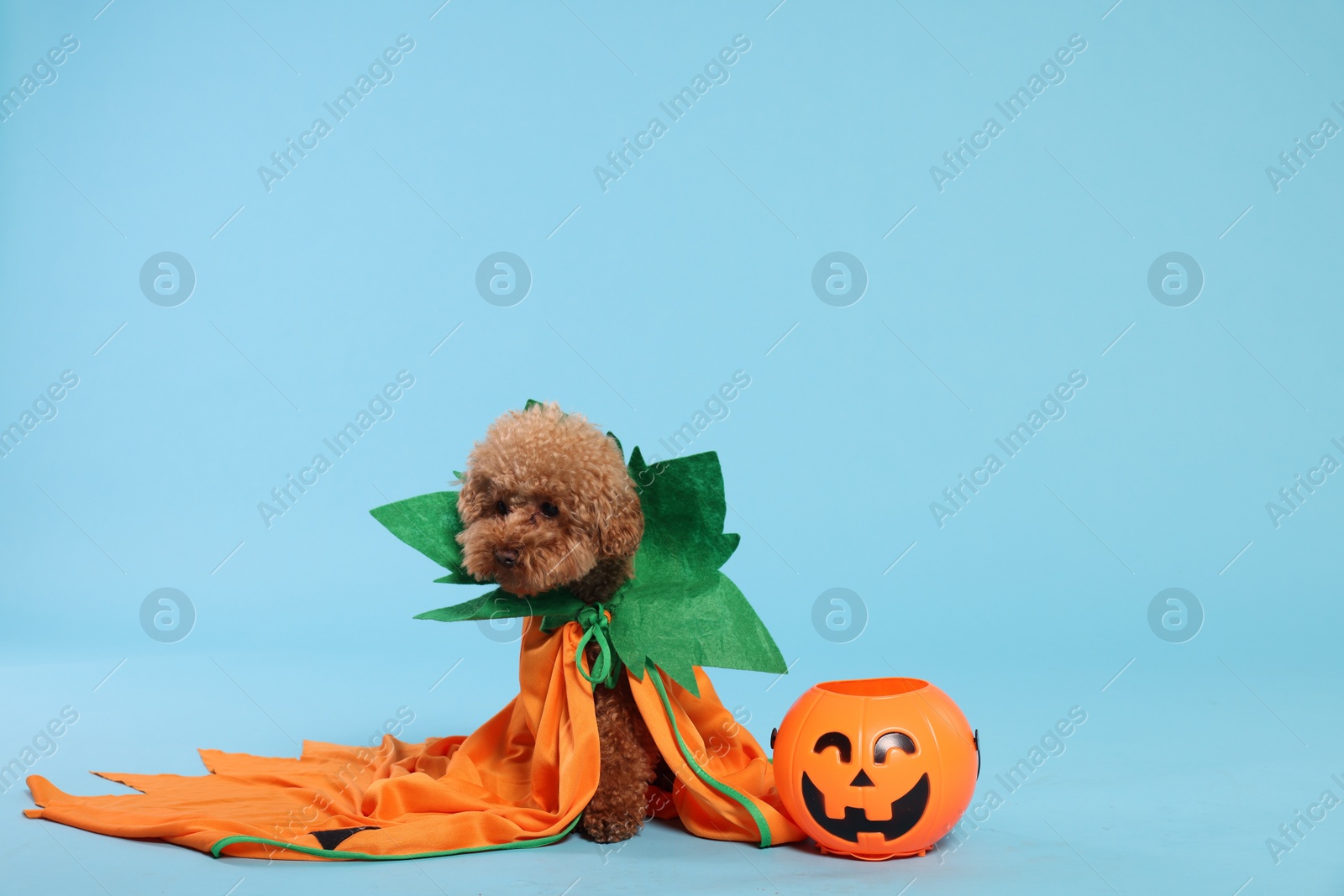 Photo of Happy Halloween. Cute Maltipoo dog dressed in costume and pumpkin treat bucket on light blue background, space for text