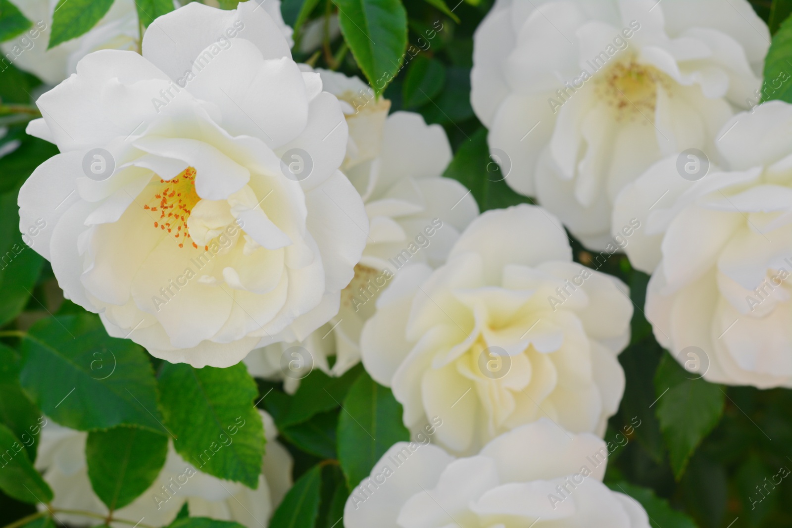 Photo of Beautiful blooming rose bush outdoors, closeup view