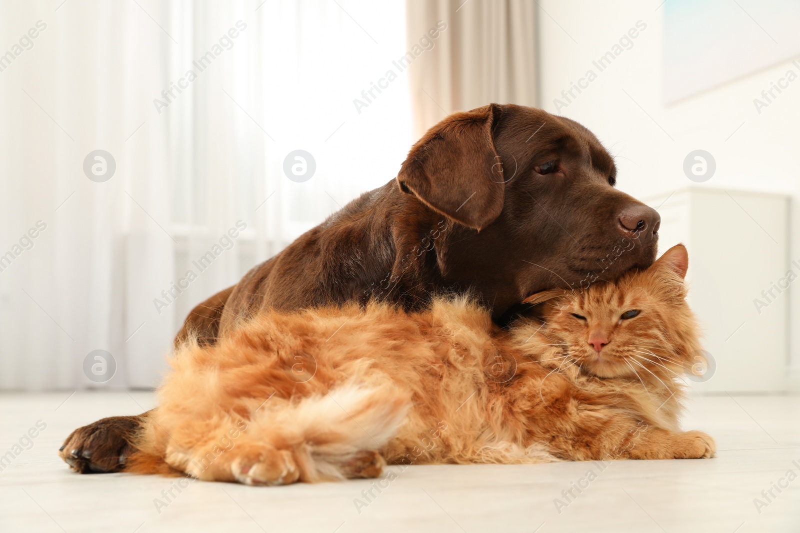 Photo of Cat and dog together on floor indoors. Fluffy friends