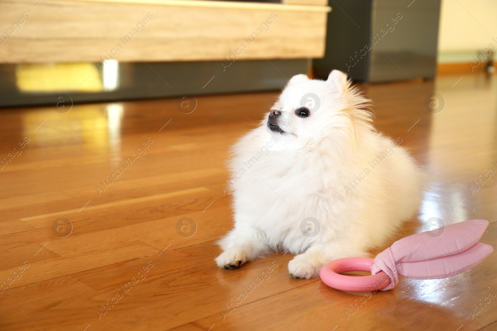 Photo of Cute fluffy Pomeranian dog with toy indoors, space for text. Lovely pet