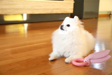 Cute fluffy Pomeranian dog with toy indoors, space for text. Lovely pet
