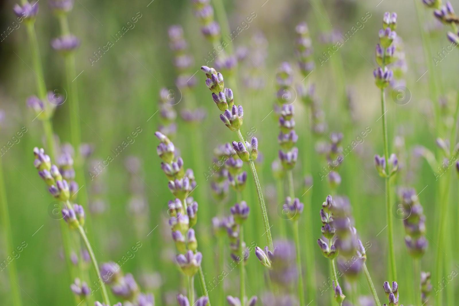 Photo of Beautiful lavender on blurred background, closeup view