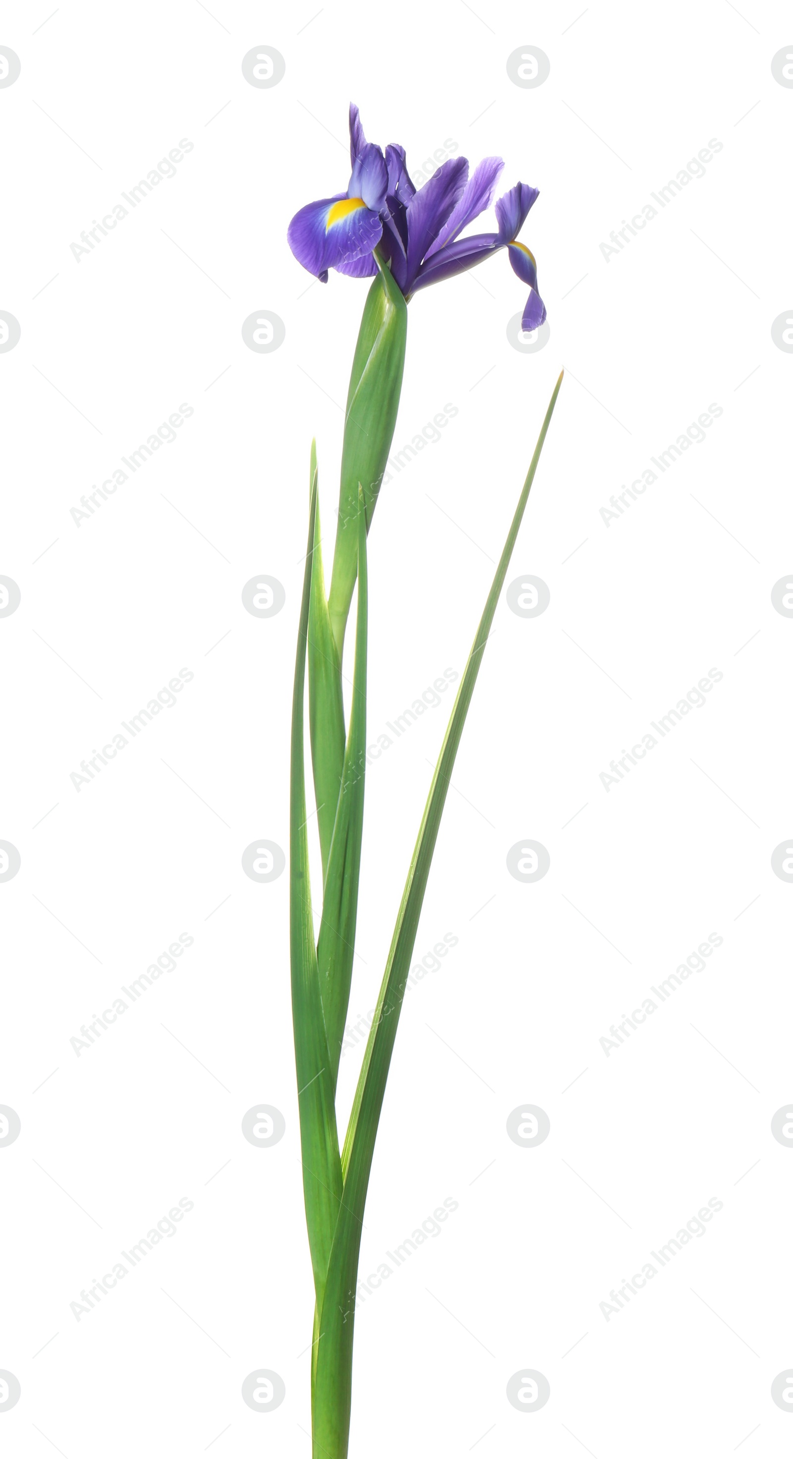 Photo of Beautiful iris isolated on white. Spring flower