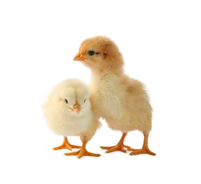 Photo of Two cute chicks isolated on white. Baby animals