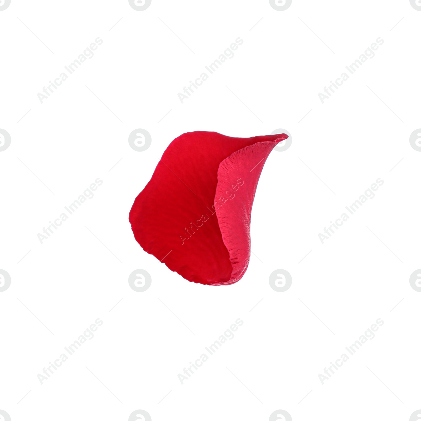 Photo of Bright red rose petal isolated on white