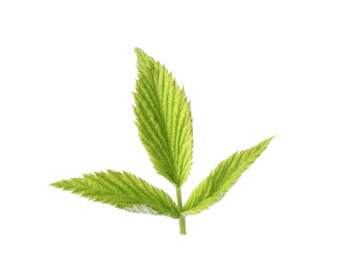 Photo of Fresh green raspberry leaves on white background