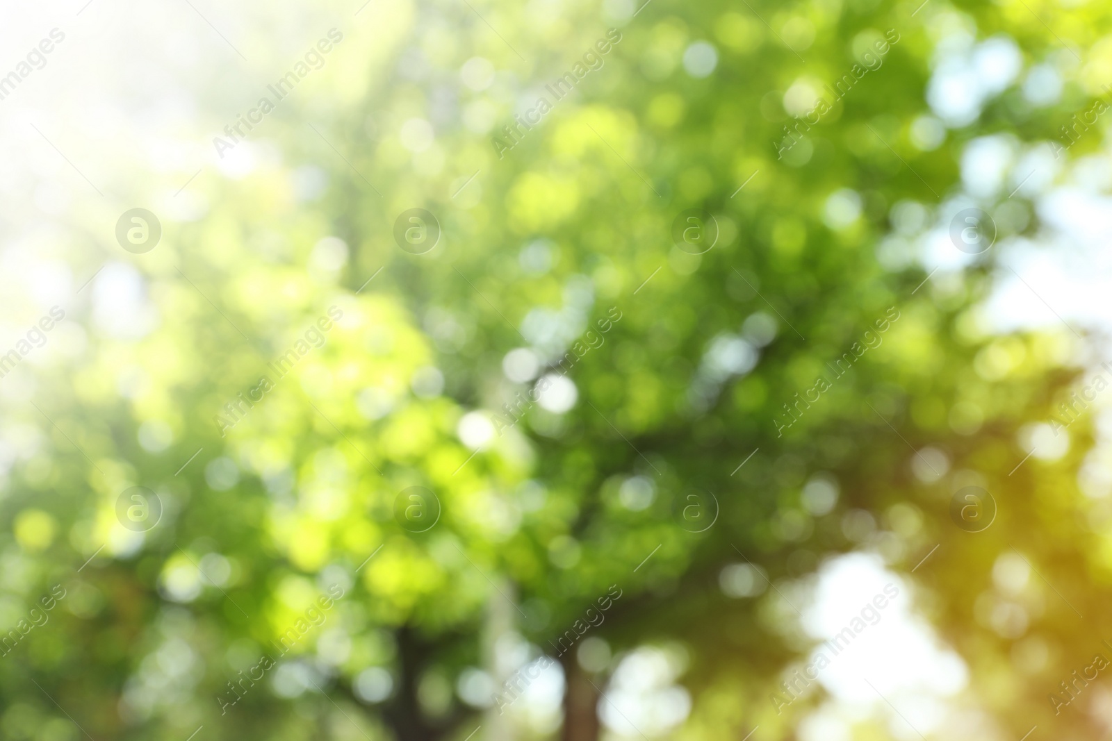 Photo of Blurred view of abstract green background. Bokeh effect