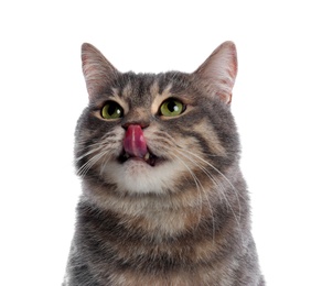 Cute gray tabby cat on white background. Lovely pet