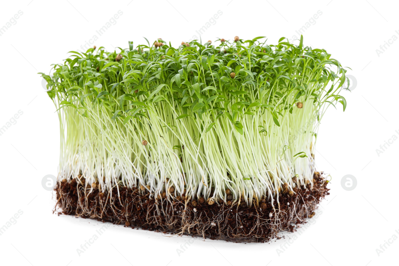 Photo of Fresh organic microgreen seeds on white background