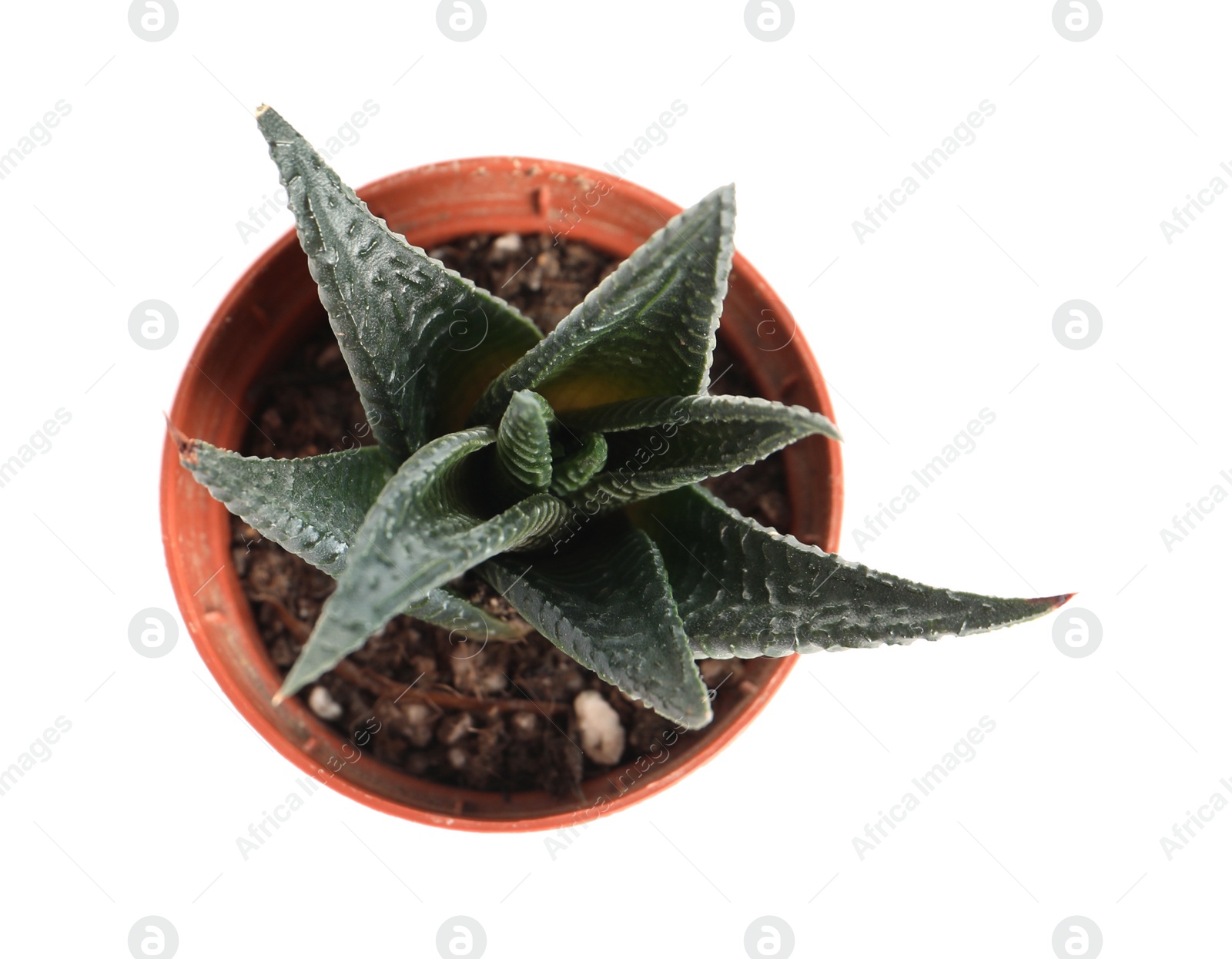 Photo of Succulent plant in flowerpot isolated on white, top view. Home decor