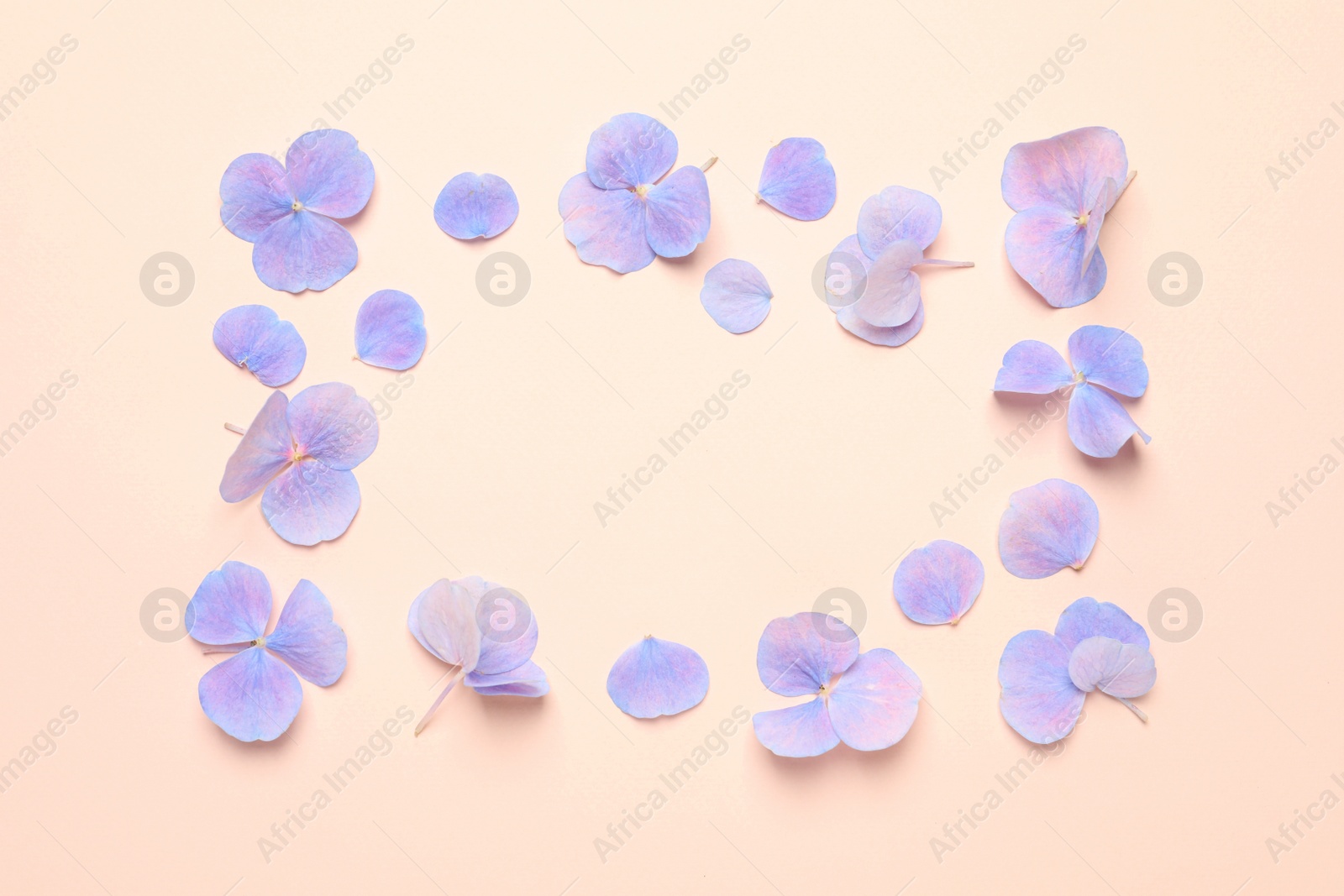 Photo of Frame of beautiful hortensia flowers on pale light beige background, flat lay. Space for text