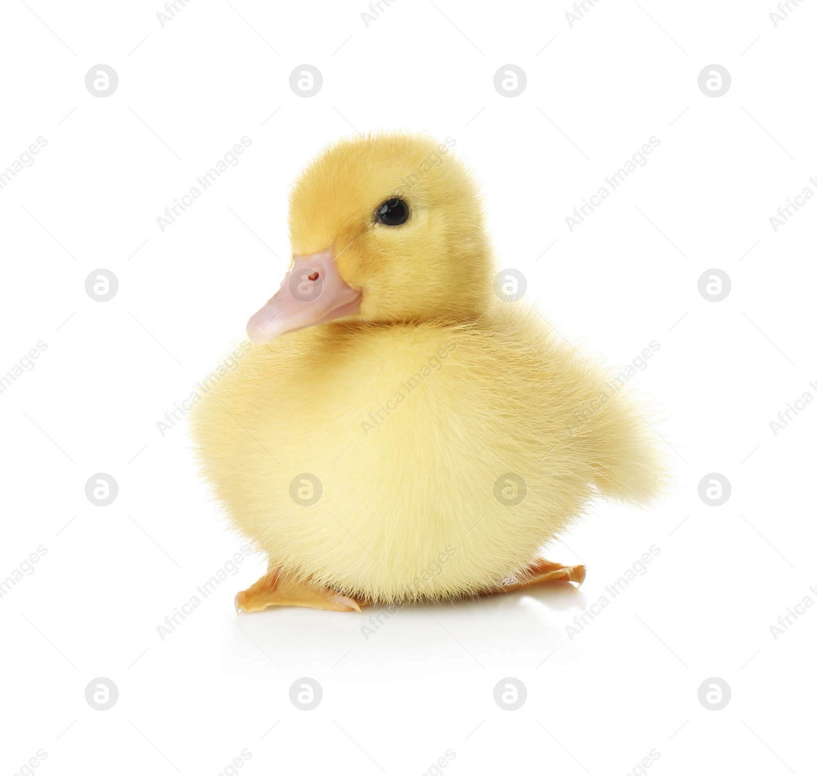 Photo of Cute fluffy gosling on white background. Farm animal