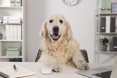Photo of Cute retriever sitting at table near laptop in office. Working atmosphere