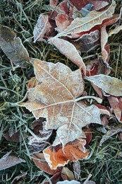 Photo of Beautiful yellowed leaves on grass covered with frost outdoors, top view. Autumn season