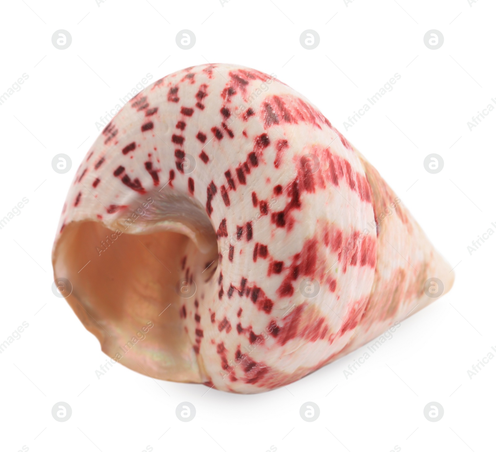 Photo of Beautiful seashell isolated on white. Beach object