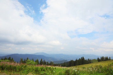 Photo of Picturesque landscape with mountain meadow