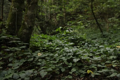 Photo of Beautiful wild plants with green leaves growing in forest, closeup