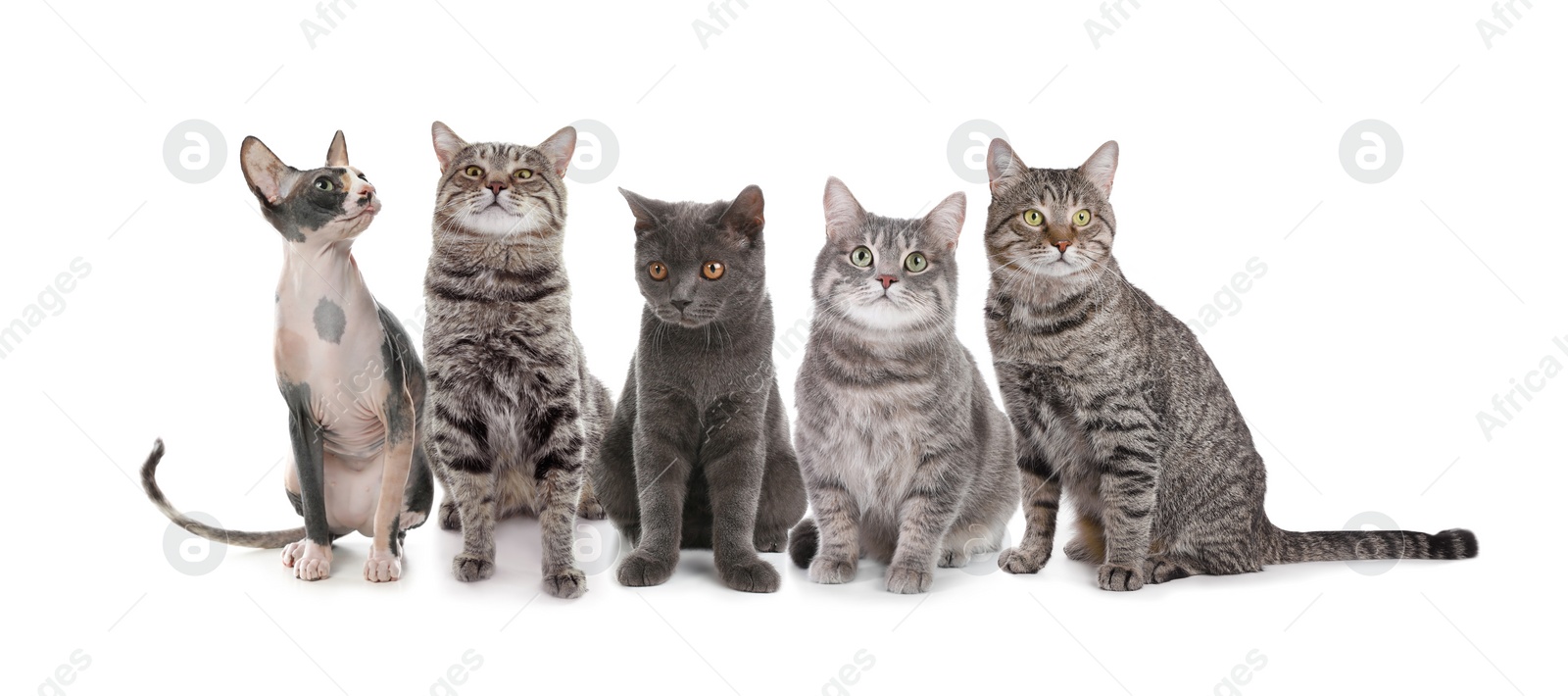 Image of Adorable cats on white background. Banner design