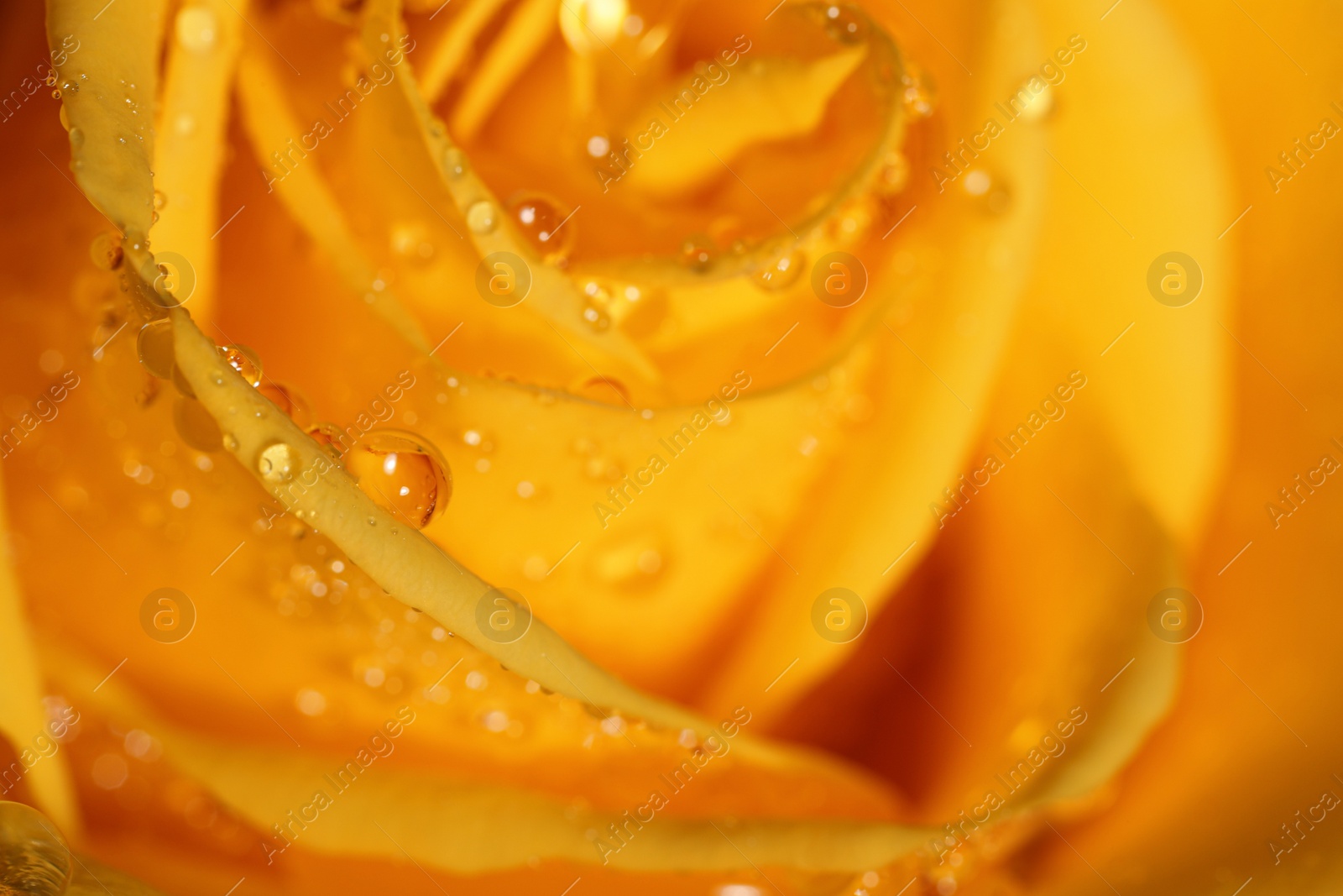 Photo of Closeup view of beautiful blooming rose with dew drops as background