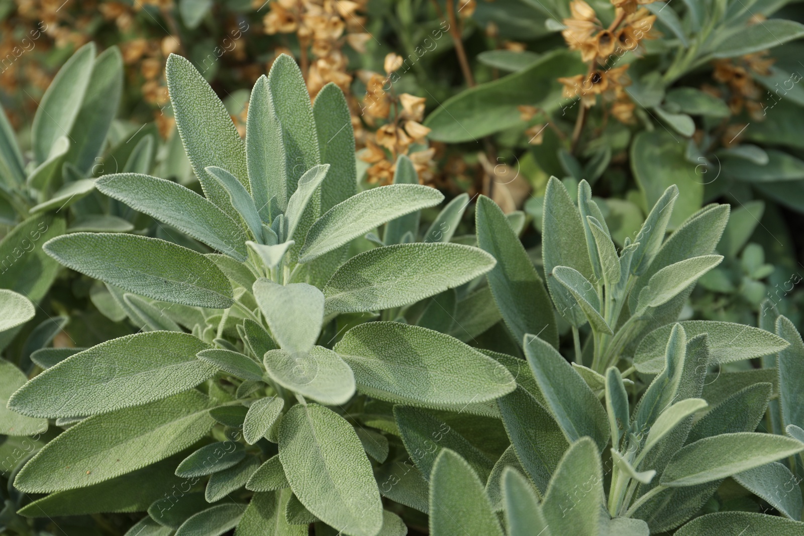 Photo of Beautiful sage with green leaves growing outdoors, closeup