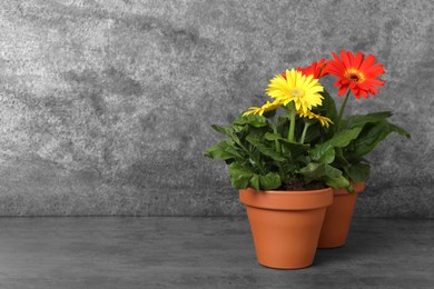 Photo of Beautiful blooming gerbera plants in flower pots on grey table, space for text