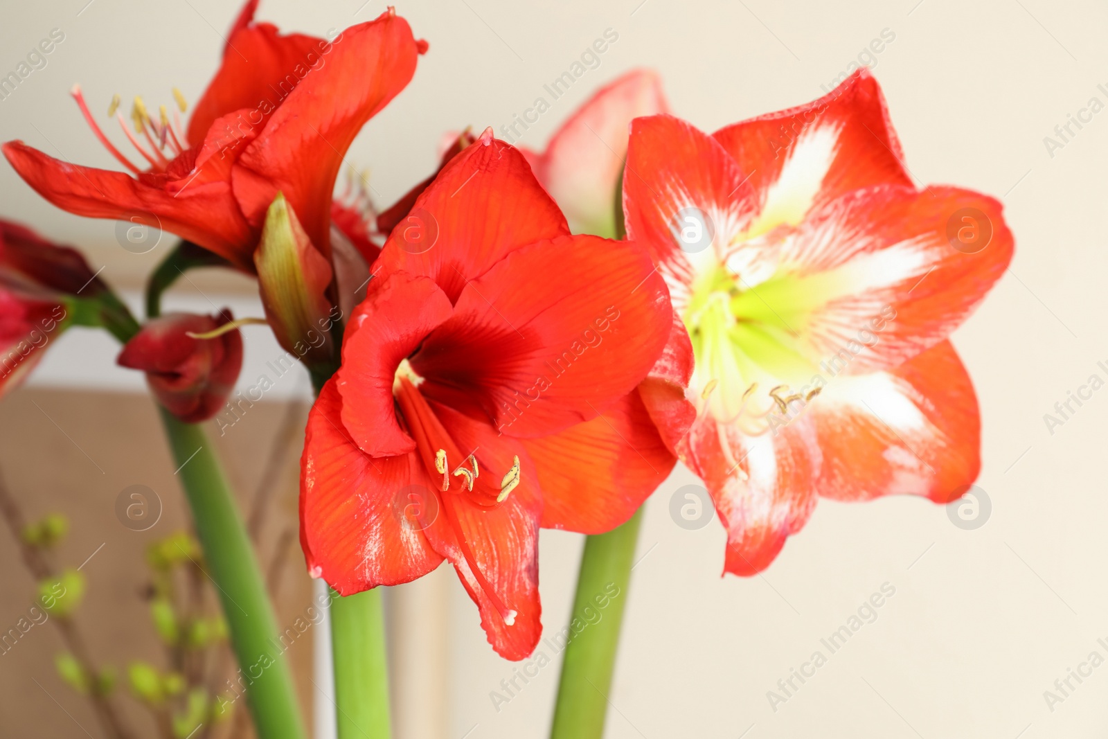 Photo of Beautiful red amaryllis flowers on blurred background, closeup