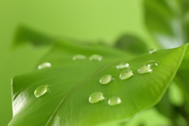 Photo of Green leaf with dew drops on blurred background, closeup. Space for text