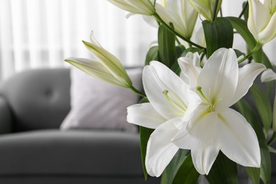Photo of Beautiful lily flowers in living room, closeup. Space for text