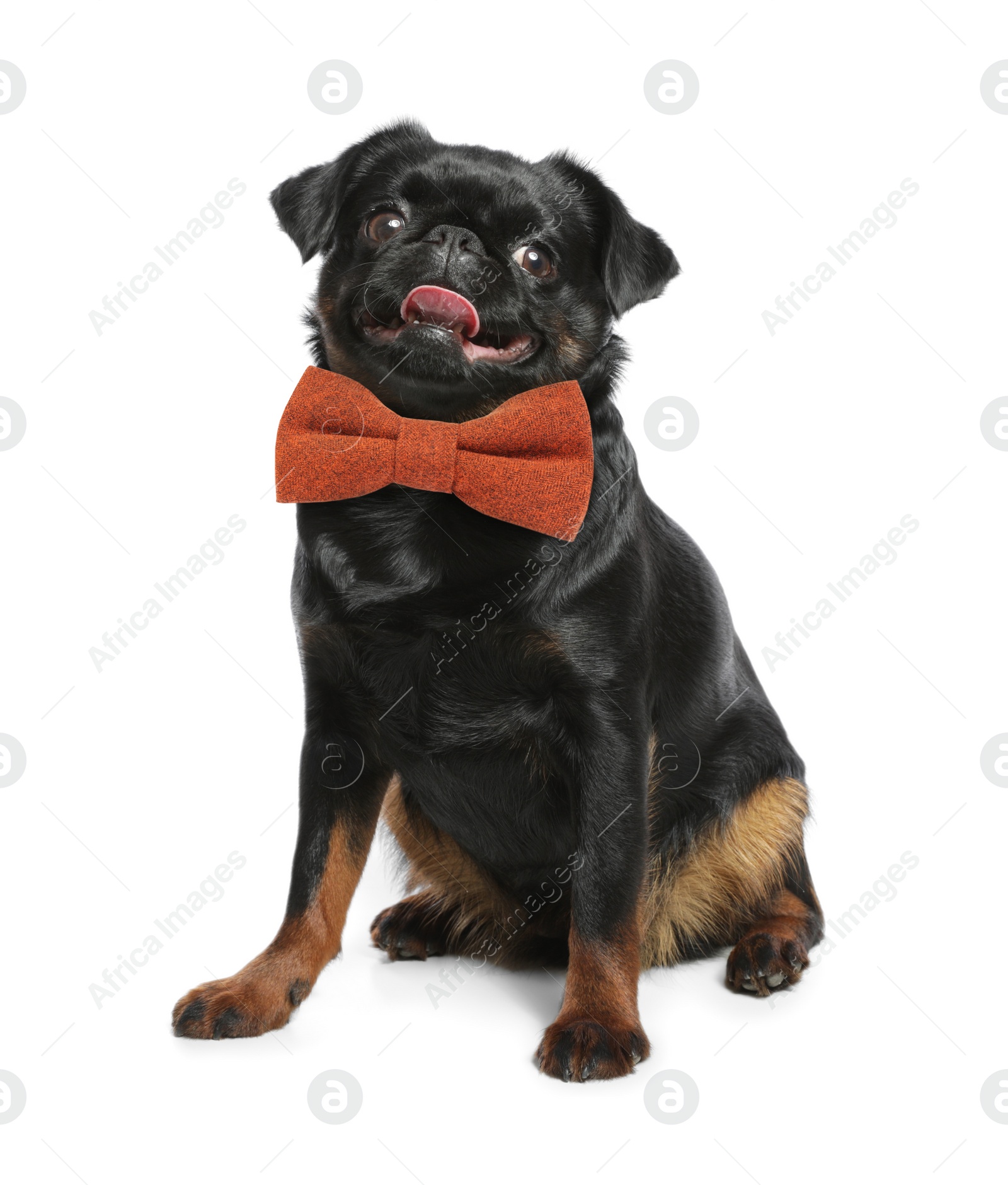 Image of Adorable black Petit Brabancon dog with bow tie on white background