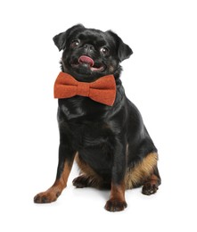 Image of Adorable black Petit Brabancon dog with bow tie on white background