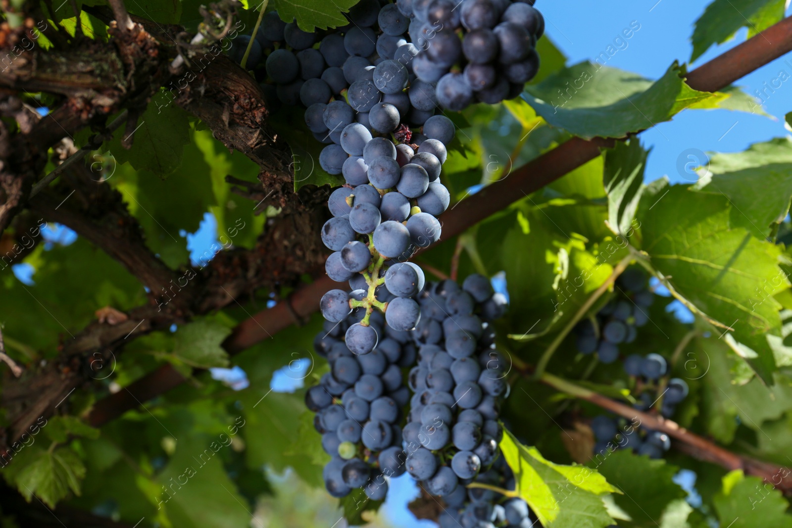 Photo of Ripe juicy grapes growing on branch in vineyard