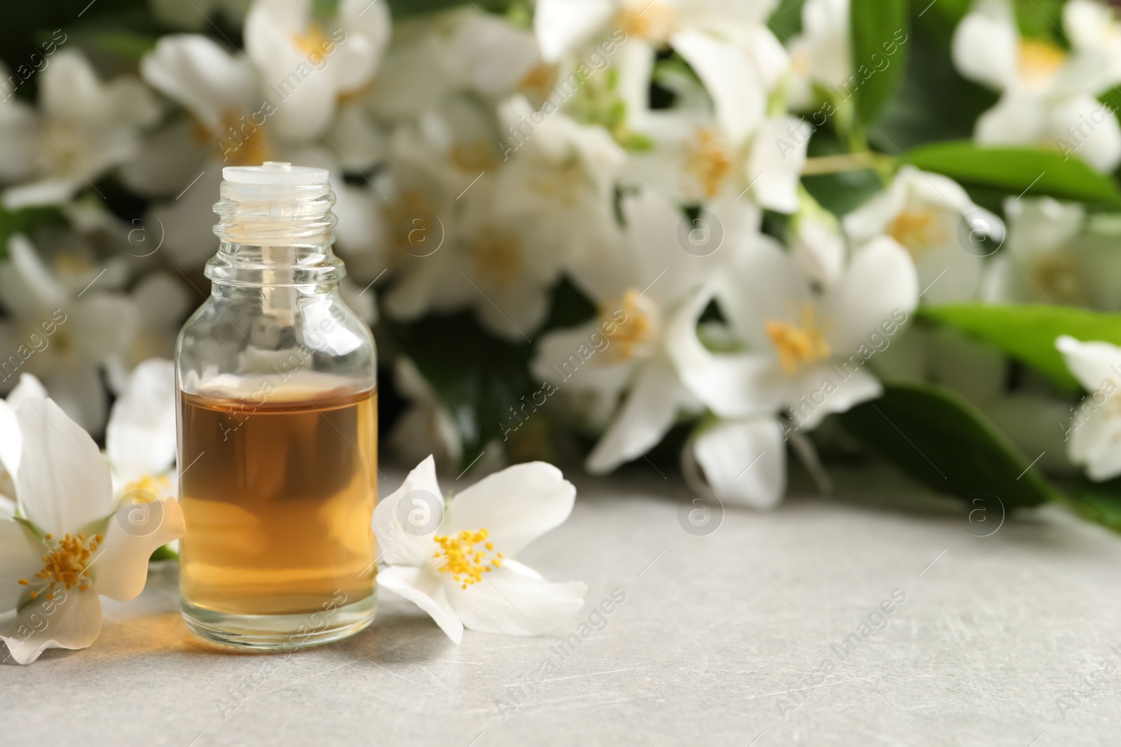 Photo of Jasmine essential oil and fresh flowers on light grey table, space for text