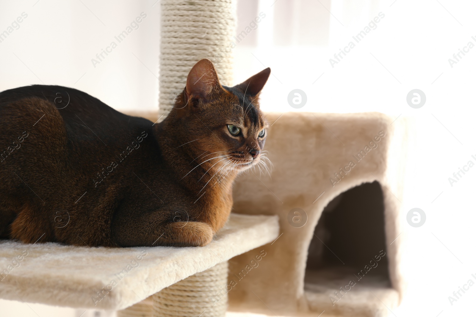 Photo of Beautiful Abyssinian cat on pet tree at home. Lovely pet