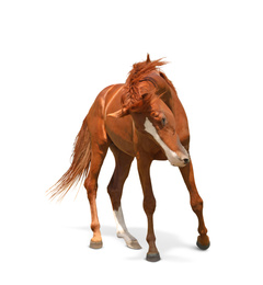 Image of Chestnut horse walking on white background. Beautiful pet  