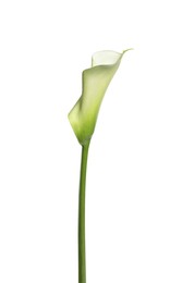 Photo of Beautiful calla lily flower on white background