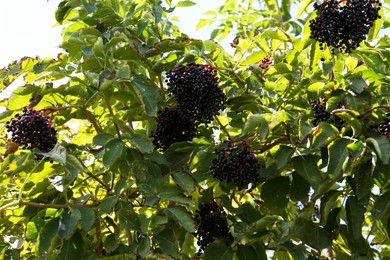 Photo of Tasty elderberries (Sambucus) growing on bush outdoors