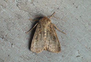 Photo of Paradrina clavipalpis moth on textured background, top view