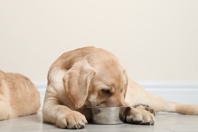 Photo of Cute yellow labrador retriever puppy eating from bowl on floor indoors. Space for text