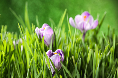 Photo of Fresh grass and crocus flowers on green background, closeup. Spring season