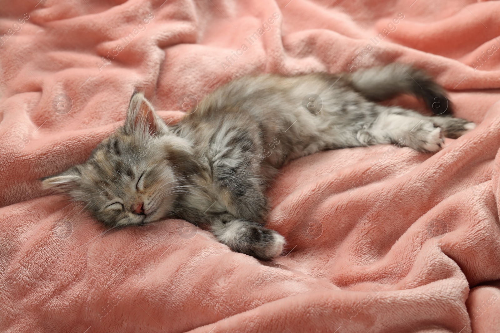 Photo of Cute kitten sleeping on soft pink blanket