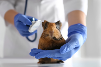 Photo of Female veterinarian examining guinea pig in clinic, closeup