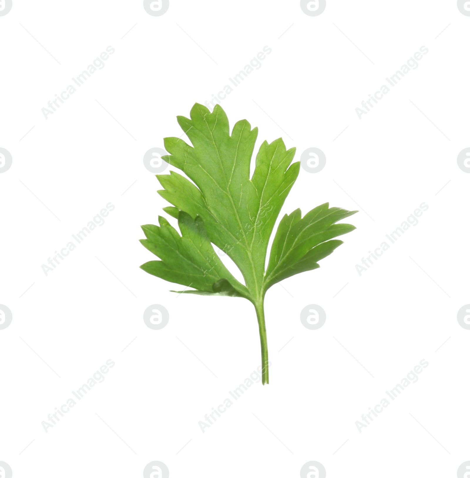 Photo of Fresh green organic parsley on white background